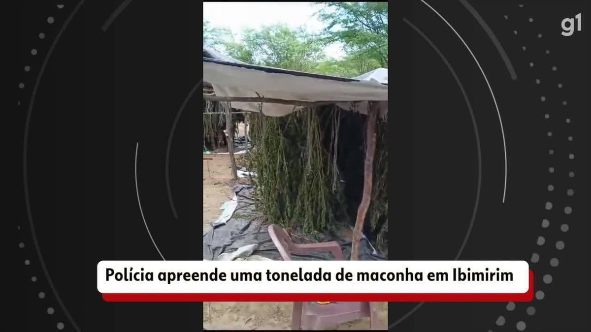 Polícia apreende uma tonelada de maconha e erradica plantação em Ibimirim