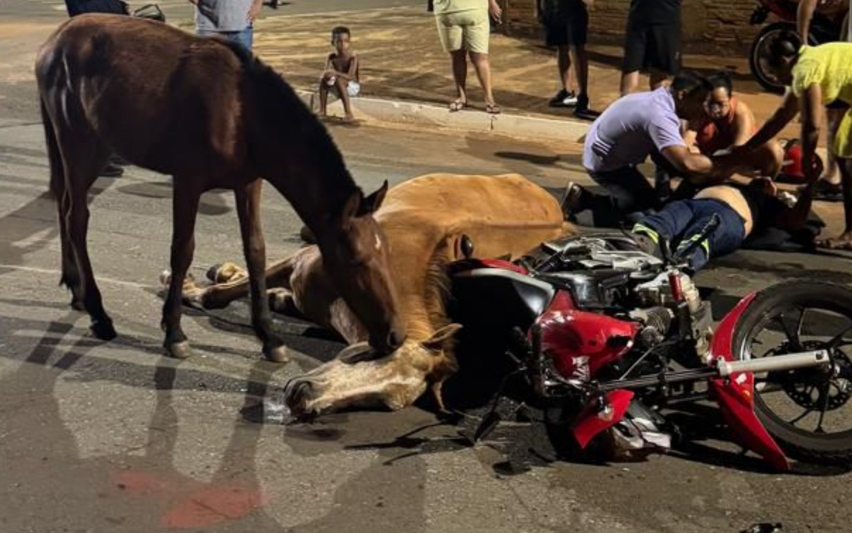 Cavalo comove ao tentar 'reanimar' égua que morreu após ser atropelada em Goiânia; vídeo