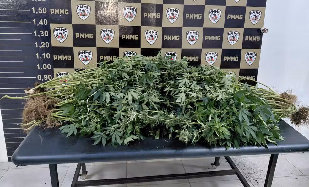 Pés de maconha apreendidos pela PM na casa da família — Foto: Polícia Militar/Divulgação