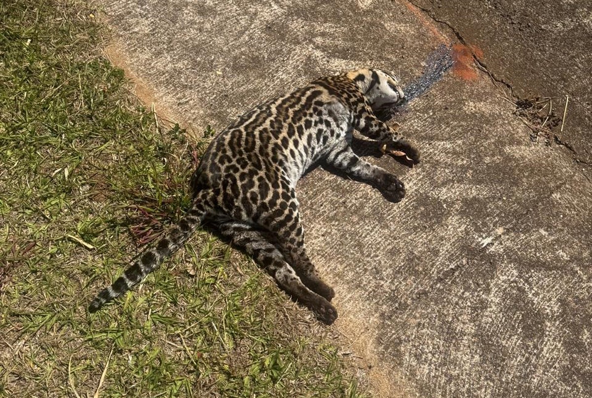 No intervalo de 10 dias, Oeste Paulista registra 3ª morte de jaguatirica por atropelamento em rodovia