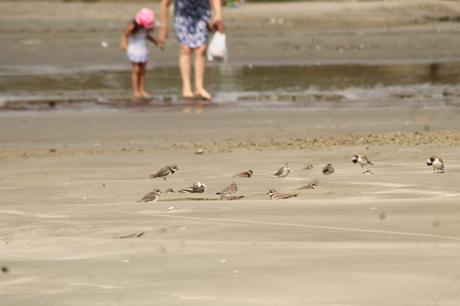 Estudo detalha impacto da urbanização para aves migratórias em praias do litoral paulista