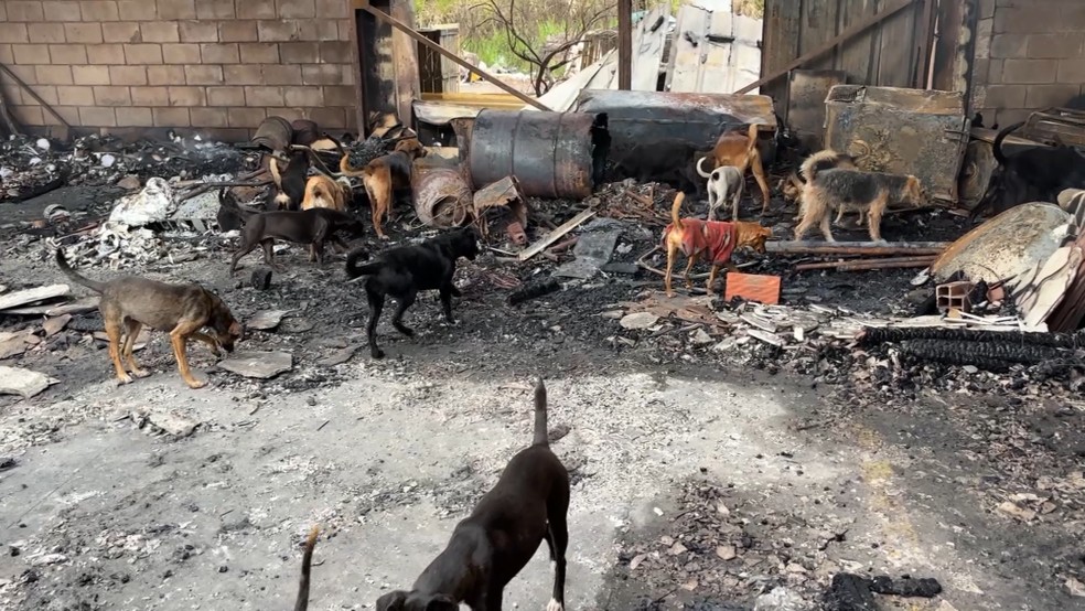 Cem animais são salvos de incêndio em barracão no Distrito Industrial de Campinas — Foto: Johnny Inselsperger/EPTV