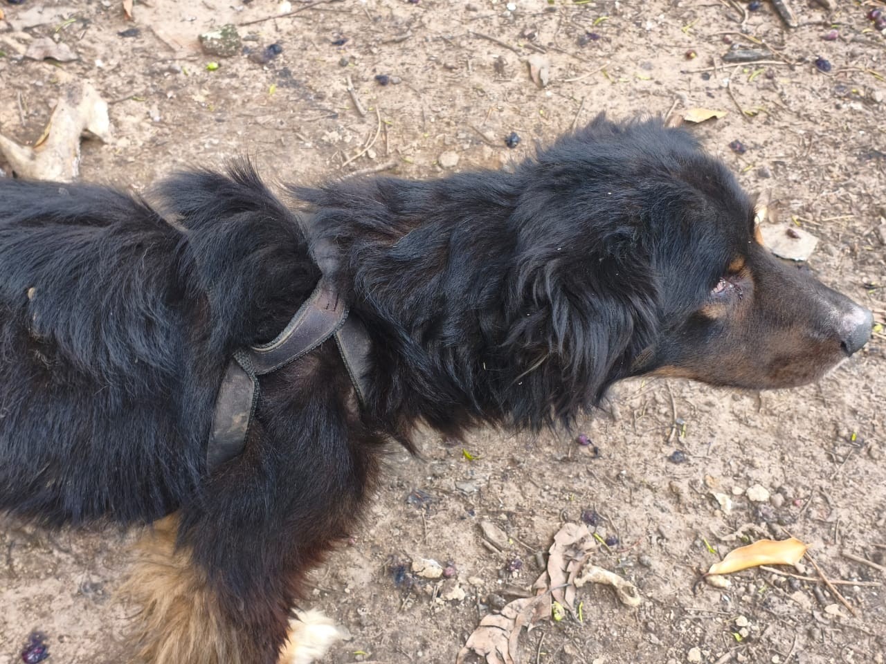 Cão é resgatado em situação de maus-tratos e tutor é detido no interior de SP
