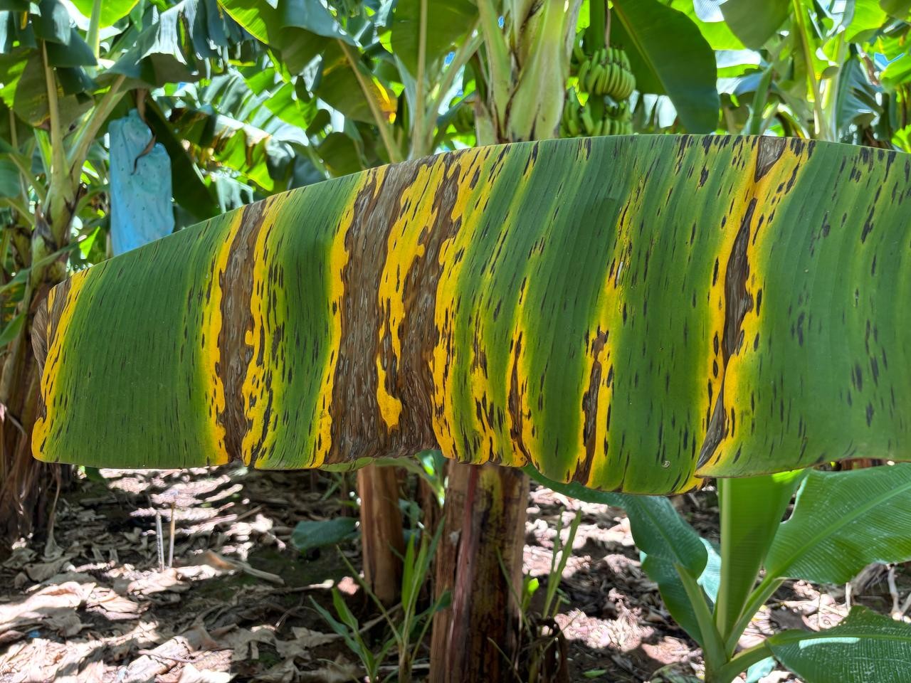 Foco de Sigatoka Negra é identificado em propriedade de Jaíba, interior de MG