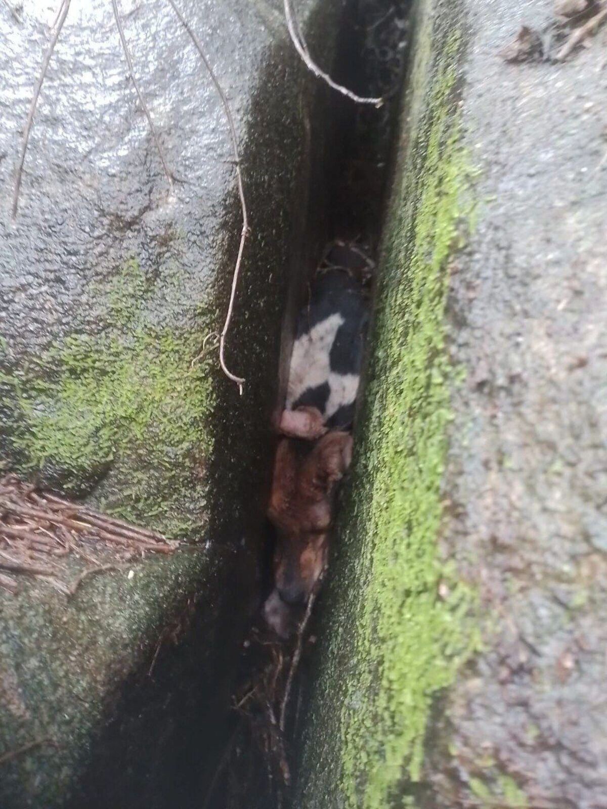 Cadela é salva pelos Bombeiros após ficar presa de cabeça para baixo em pedreira de MG
