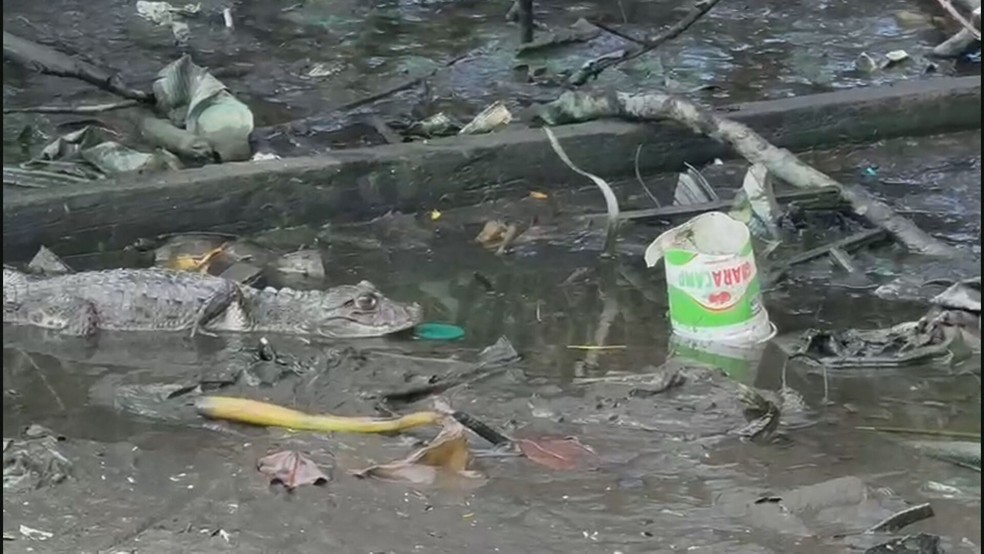 Lixo é descartado de maneira irregular na Lagoa da Tijuca — Foto: Reprodução/ TV Globo