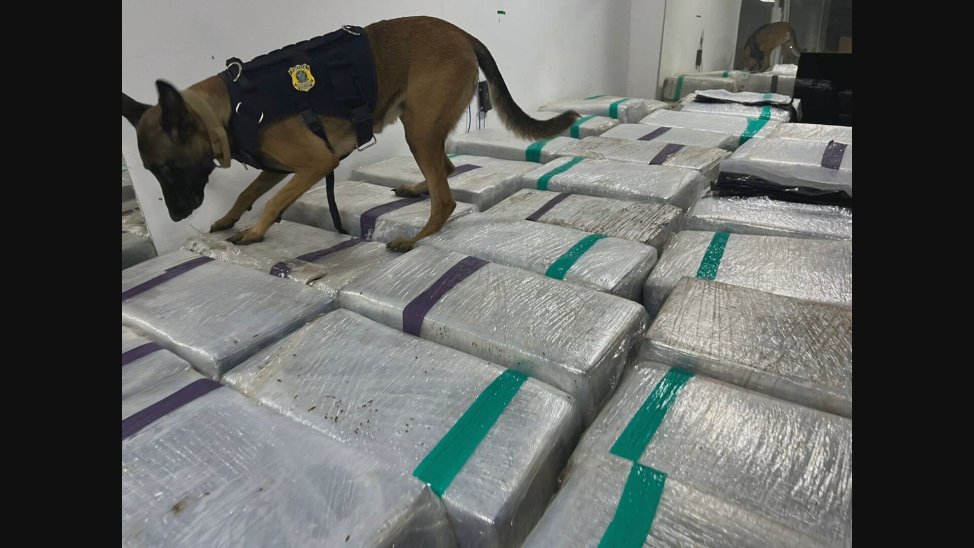 PRF acha 3 toneladas de maconha escondidas em fundo falso de caminhão frigorífico na Dutra