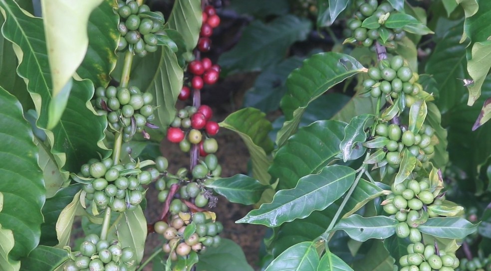 Café robusta amazônico é aposta de agricultores em Presidente Figueiredo, no Amazonas. — Foto: Reprodução/Rede Amazônica