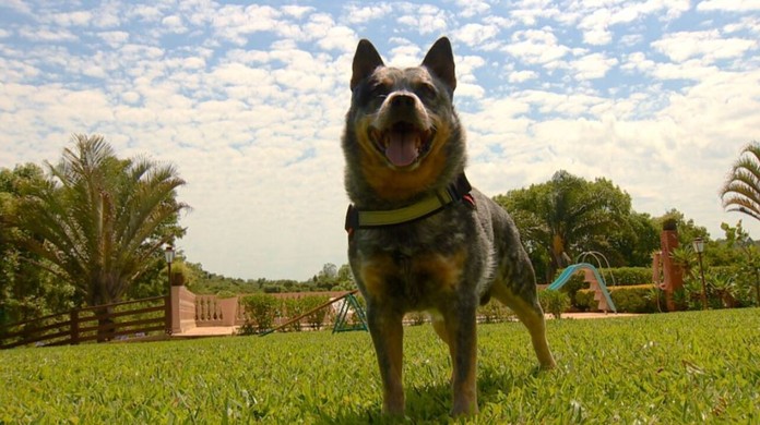 Cãoboy': cachorro 'boiadeiro' encarna touro e galopa com fantasia de  cowboy; assista