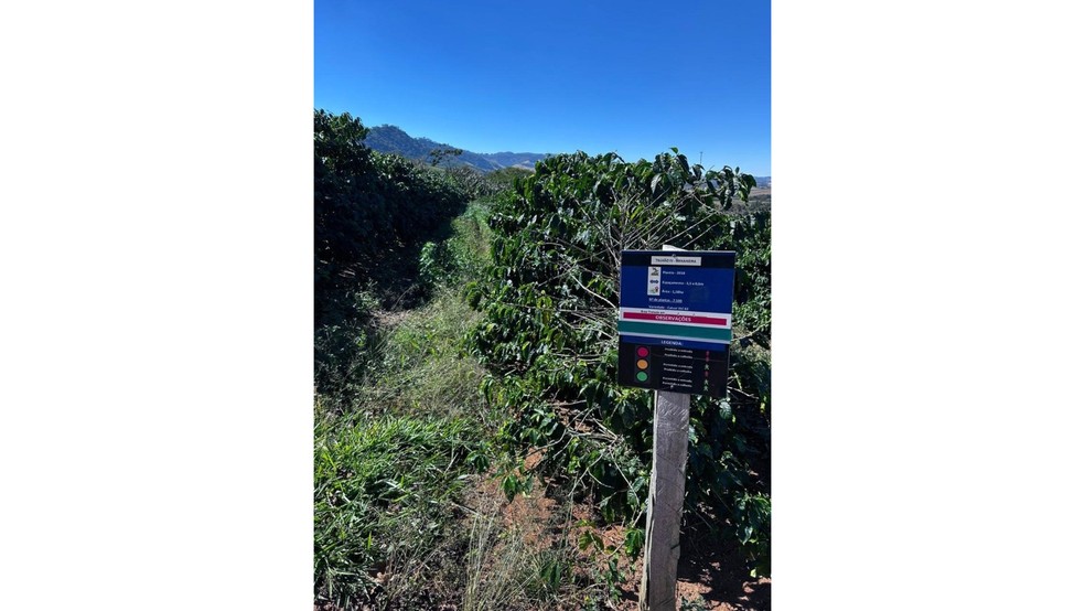 Cafeicultura regenerativa da Cooxupé transforma práticas em créditos de carbono – Crédito: Divulgação.