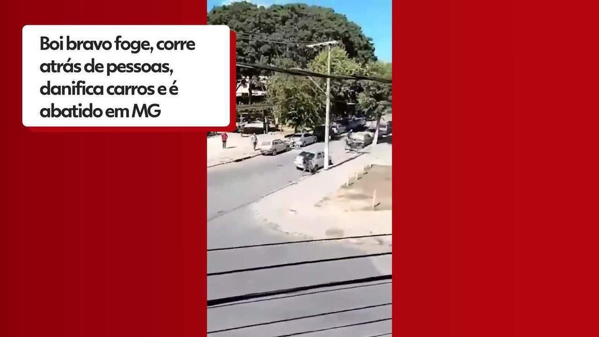 Boi Bravo Foge Corre Atrás De Pessoas Na Rua Danifica Carros E é