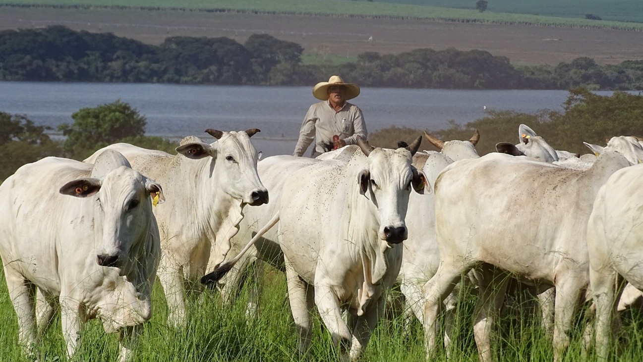 Emissões da pecuária brasileira podem cair 92,6% até 2050
