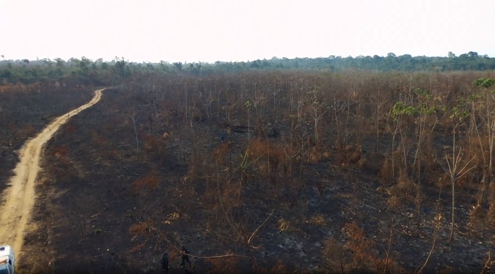 Área reflorestada foi devastada por incêndio da reserva Rio Preto Jacundá em Rondônia — Foto: Robson Rafael