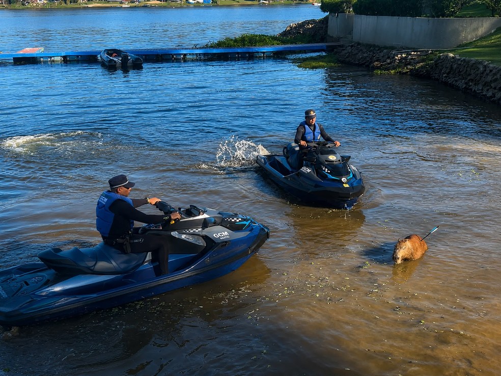 Capivara com flecha cravada no corpo é resgatada na Represa Guarapiranga, Zona Sul de SP — Foto: Divulgação/GCM