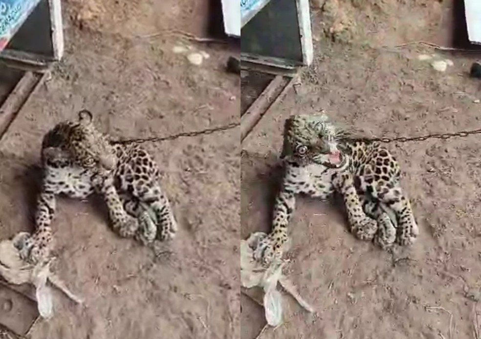 Onça-pintada foi encontrada amarrada à uma corrente no município de Caroebe (RR). — Foto: Arquivo pessoal