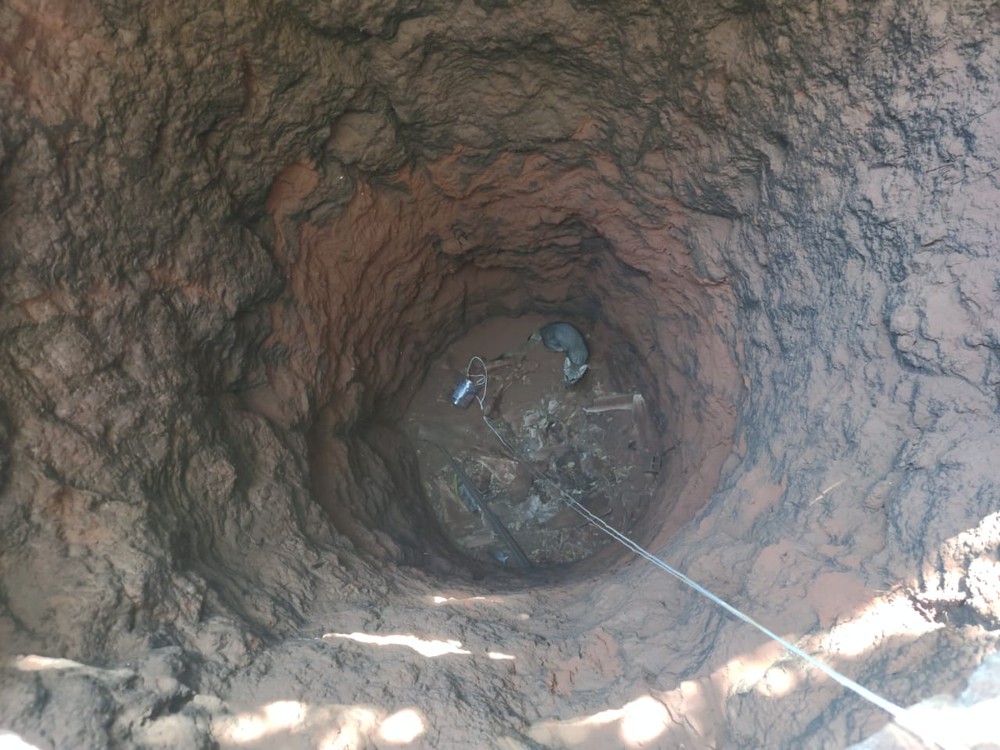 Raposa cai em cisterna com mais de 5 metros e é resgatada pela polícia ambiental em Uberlândia
