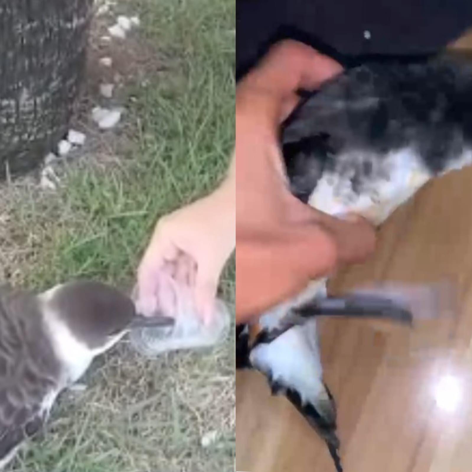 Vídeo de mulher dando água para ave em Maceió gera alerta para gripe aviária