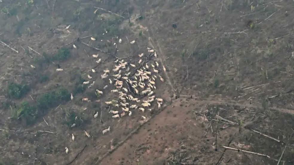 A pastagem foi a principal finalidade do desmatamento ilegal na Amazônia entre 1985 e 2023 — Foto: Getty Images via BBC
