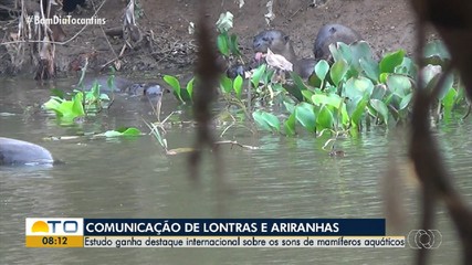 Estudo inédito sobre os sons emitidos por lontras e ariranhas ganha destaque internacional