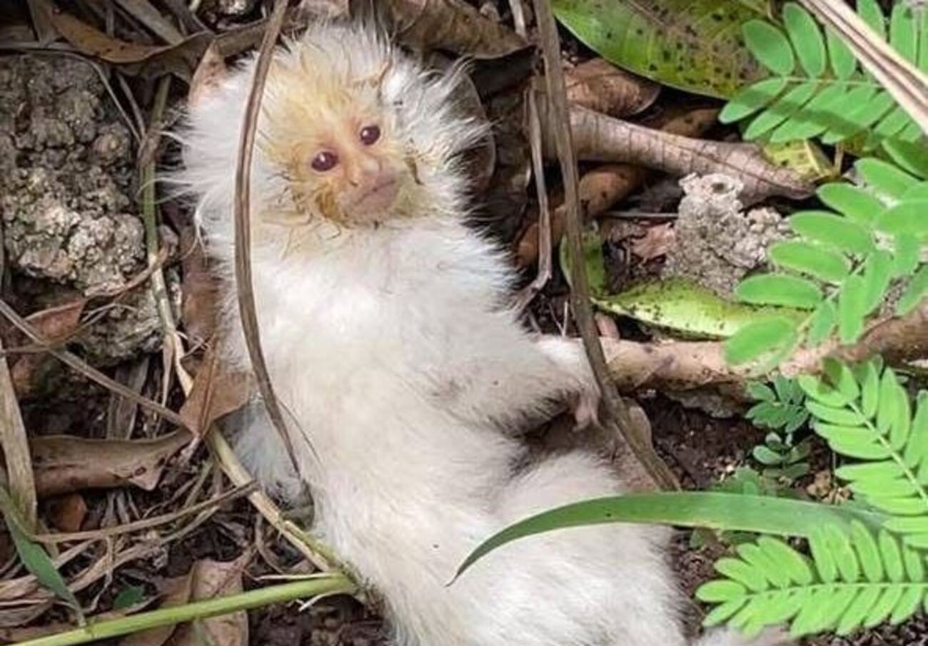 Filhote raro de macaco sagui albino é resgatado no interior de SP