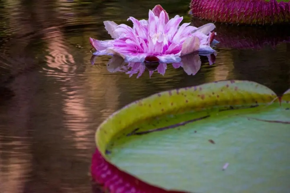 Na segunda noite, as flores são rosas e seu sexo é diferente — Foto: Getty Images via BBC