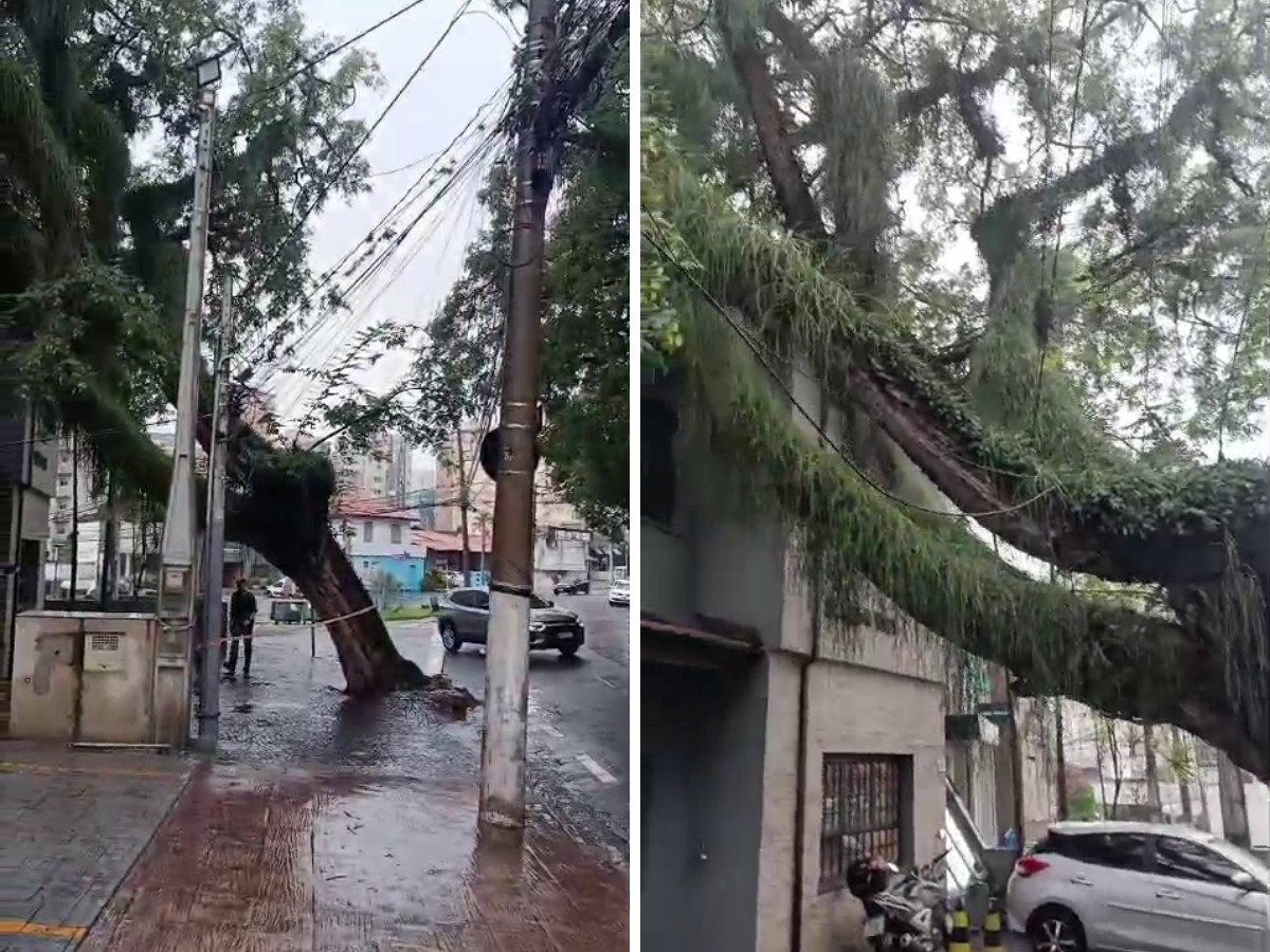 Árvore cai sobre clínica no Cambuí, em Campinas; galho interdita rua no distrito de Sousas
