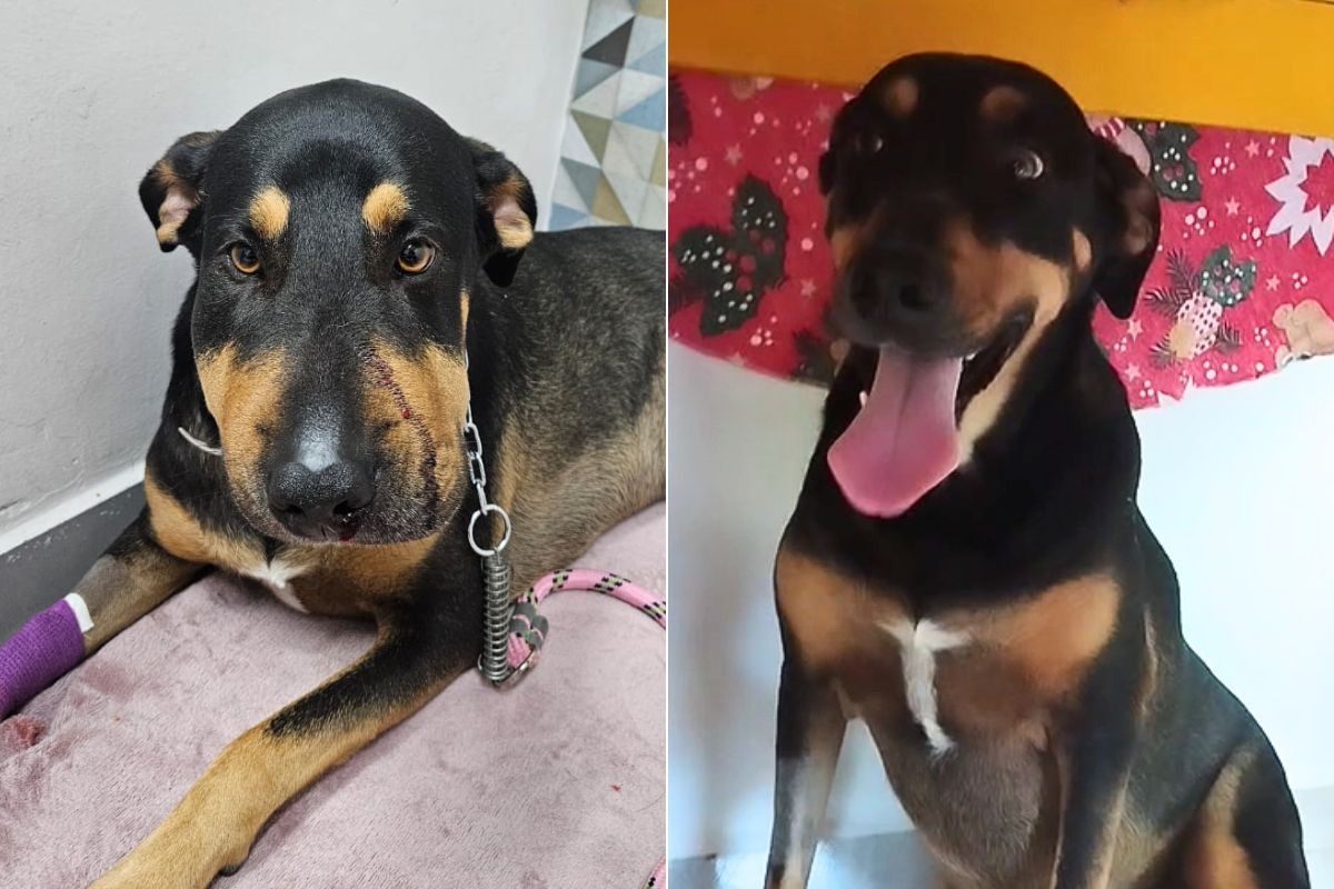 Cadela é picada por jararaca e fica com o focinho inchado no litoral de SP; veja antes e depois