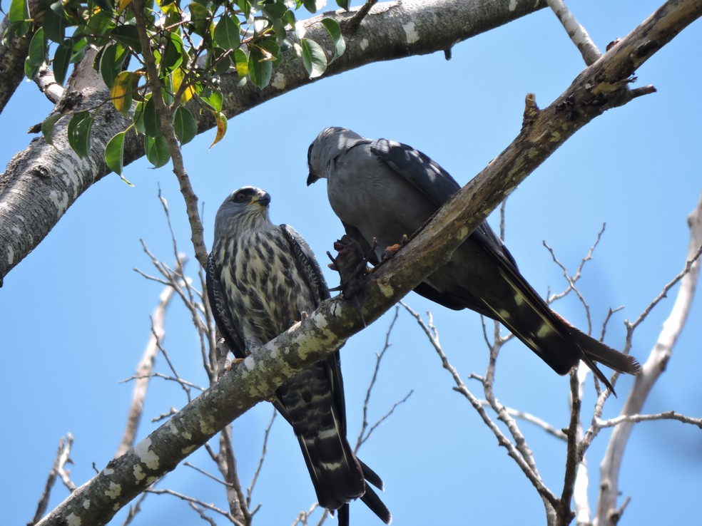 O sovi (Ictinia plumbea) é um gavião de pequeno porte da família dos acipitrídeos, bastante comum no Brasil e conhecido por uma dieta fortemente baseada em insetos — Foto: Davi Eduardo Inácio