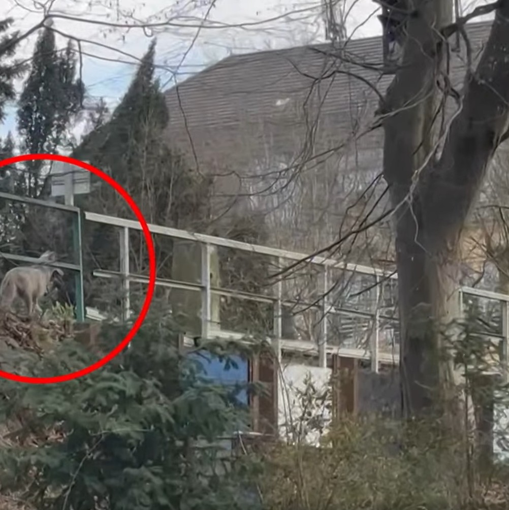 
Lobo morde mulher em área urbana de Hamburgo e é capturado