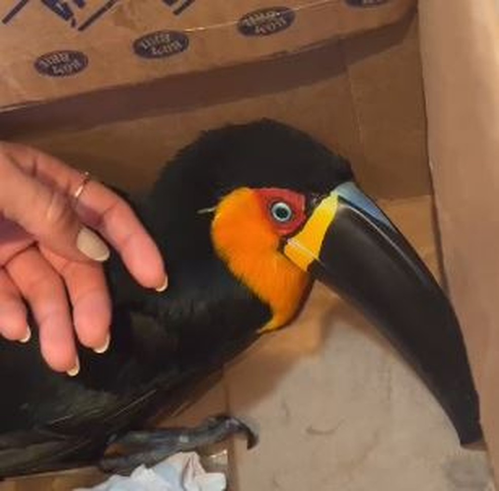 Tucano foi resgatado depois de se machucar em Xerém, no RJ — Foto: Reprodução