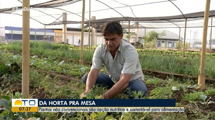 Plantas alimentícias não convencionais são opções para uma alimentação saudável
