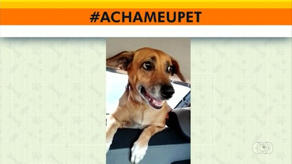 Acha meu pet: tutor procura cadelinha desaparecida no residencial Topázio em Araguaína