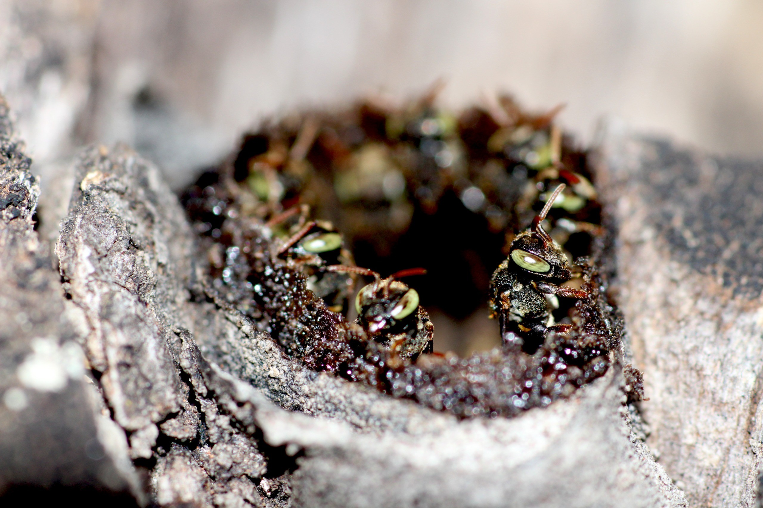 Cidades 'escondem' quase 2 mil espécies de abelhas, revela pesquisa