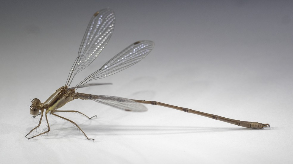 Macho da espécie Lestes quadristriatus, — Foto: Felipe Henrique Datto Liberato