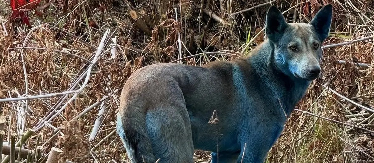 O mistério dos cães azuis de Chernobyl