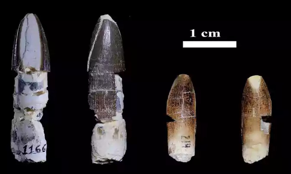 Dente de tiranossauro encontrado em MG em comparação com outro exemplar — Foto: Arquivo do pesquisador