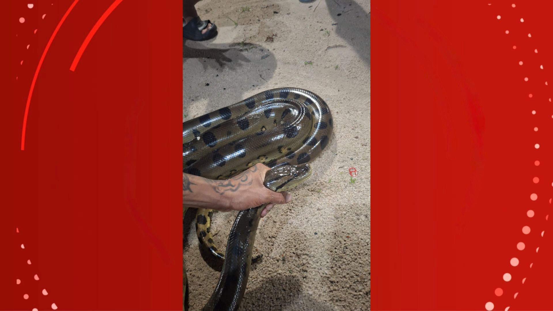 Sucuri de 2,5 metros aparece em balneário de Porto Grande e é retirada por bombeiros