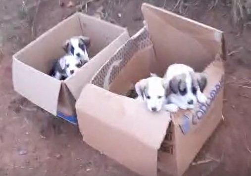 VÍDEO: motorista é flagrado abandonando 8 filhotes de cachorro em terreno no interior de SP