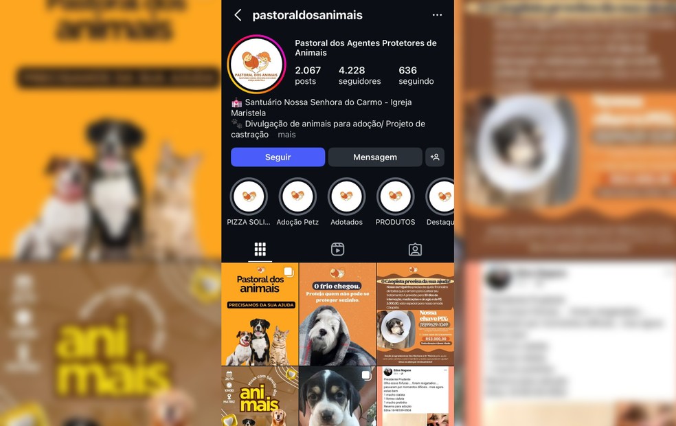 Pastoral dos Animais de Presidente Prudente organiza ações para custear castrações e distribuir ração a protetores independentes — Foto: Reprodução