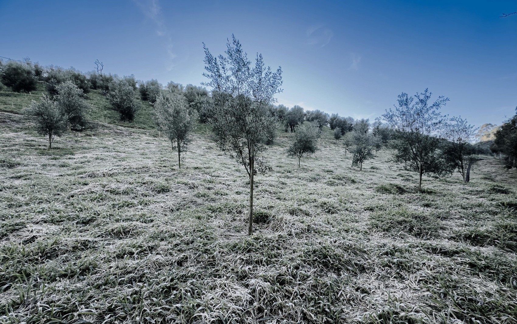 Sul de Minas registra geada e temperatura de 0,7ºC na Serra da Mantiqueira; veja FOTOS 