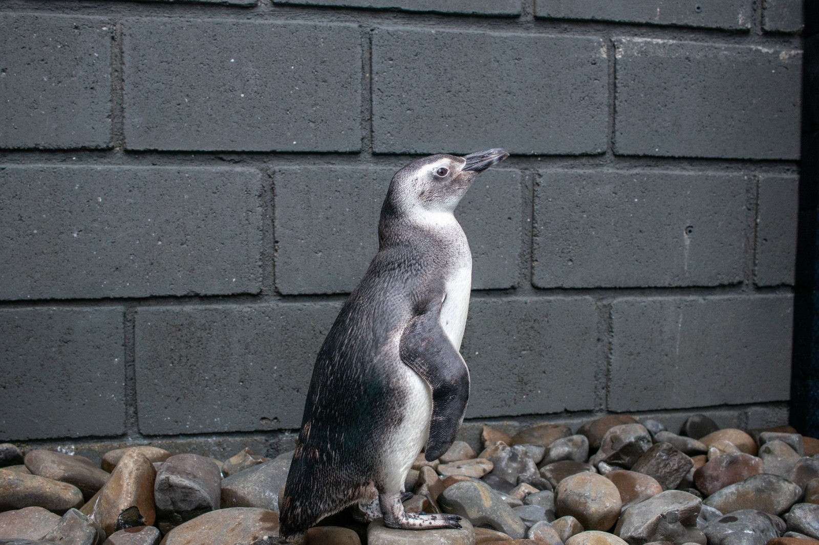 Em dois dias, 29 pinguins são encontrados mortos em praias do Litoral Norte de SP; entenda motivos