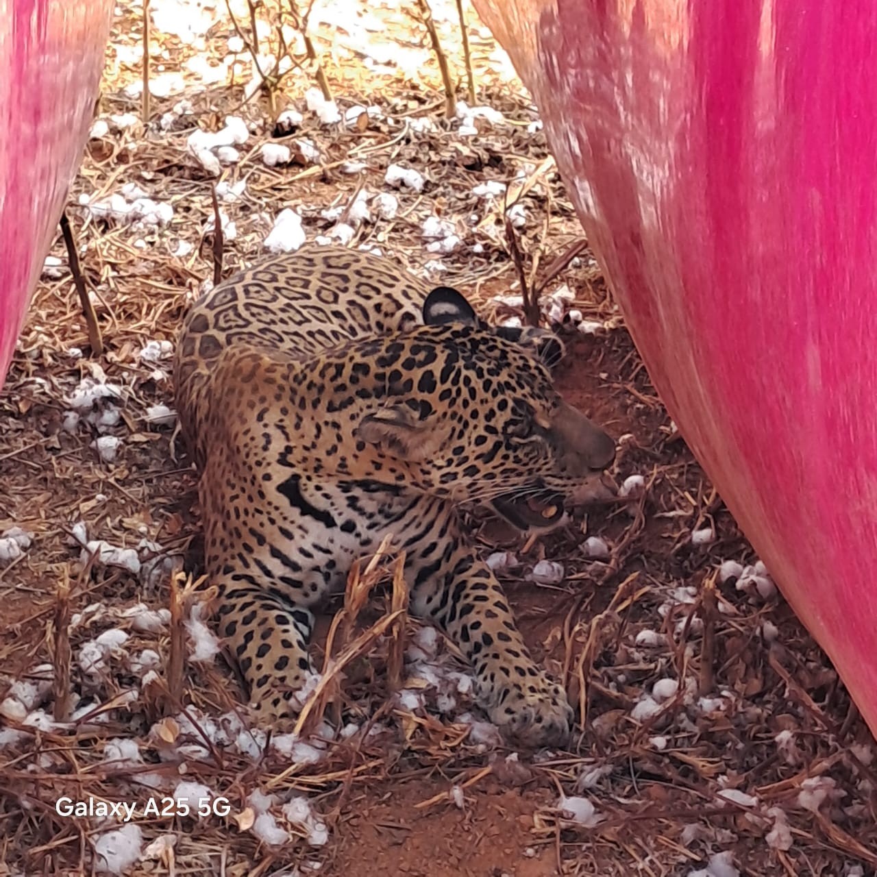 VÍDEO: filhote de onça-pintada foge do calor e se esconde em sombra de rolo de algodão em fazenda de MT  