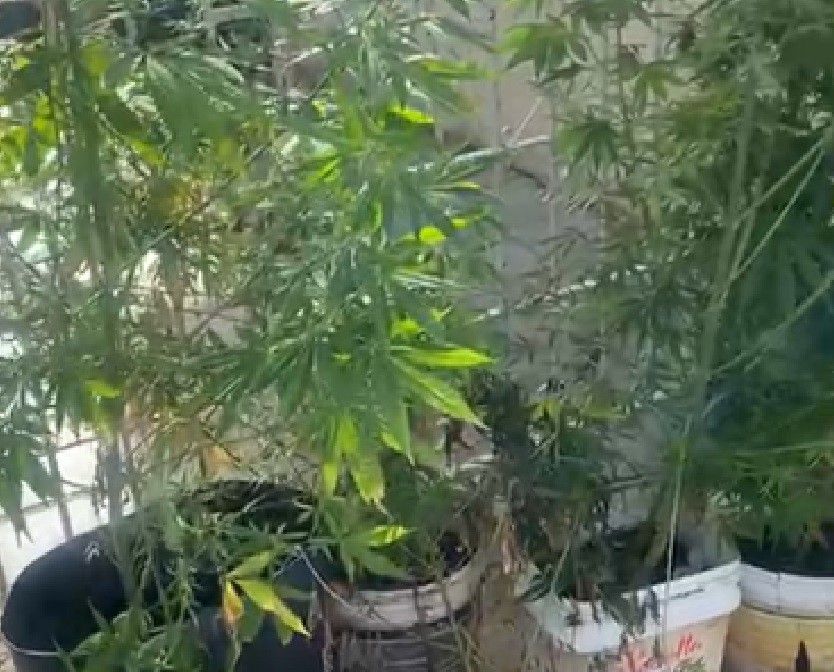 PM apreende 12 pés de maconha cultivados por família com crianças em casa de São Pedro e aciona Conselho Tutelar