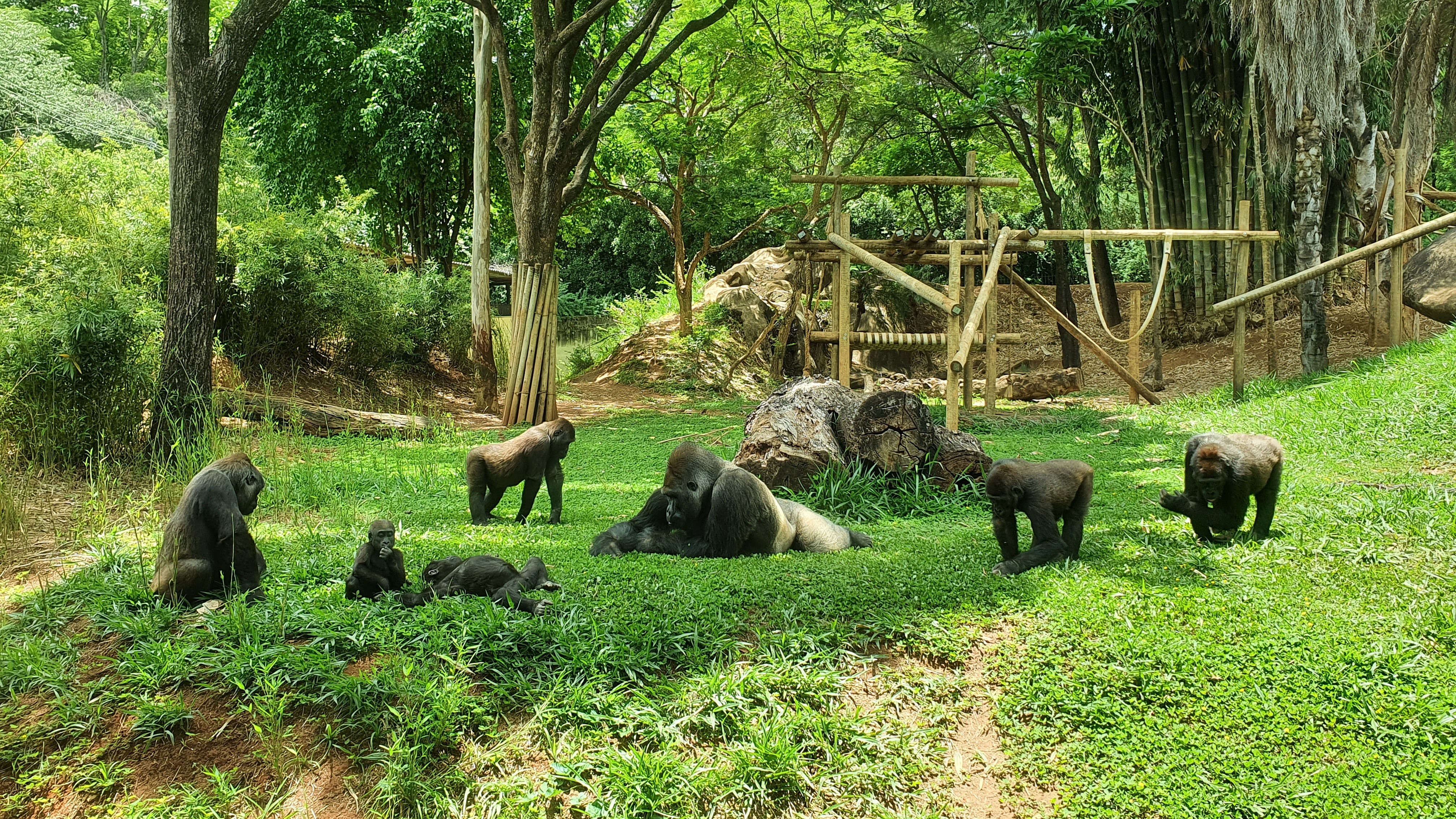 Machos da família de gorilas do zoo de Belo Horizonte estão de mudança 