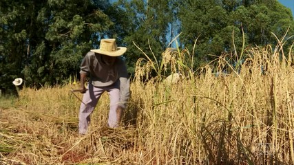 Cultivo de arroz no cerrado brasileiro cresce a cada ano