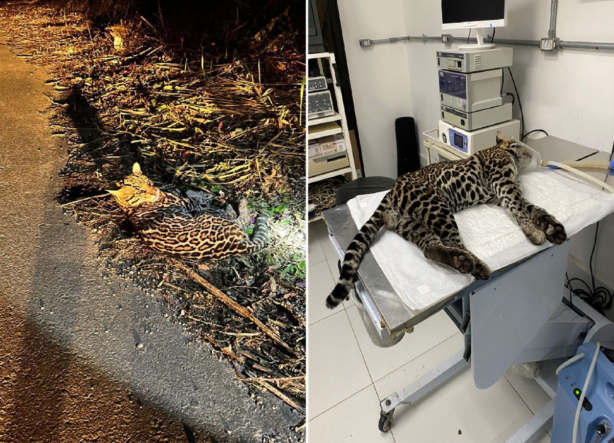 Jaguatirica atropelada na RJ-116 é resgatada e se recupera bem