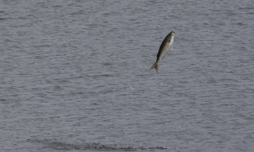 Taínha-Olhalvo (Mugil cephalus) flagrada saltando — Foto: axarus / iNaturalist