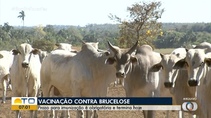 Prazo para imunização obrigatória contra brucelose termina nesta sexta-feira (10)