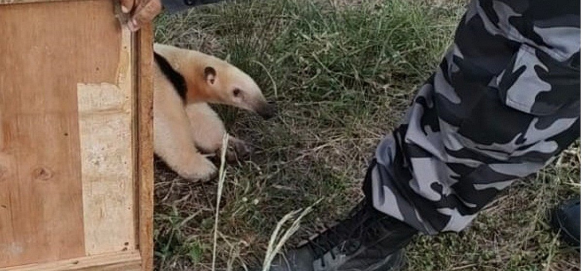 Guarda Ambiental resgata tamanduá-mirim em escola municipal de São Pedro da Aldeia