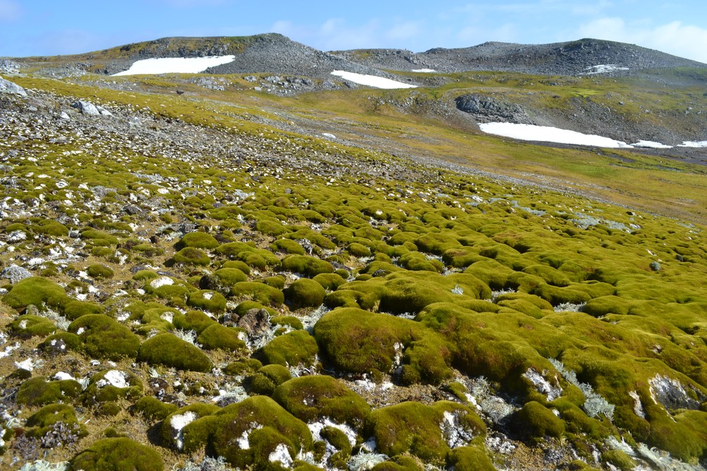 Morros de musgo na Ilha Ardley (62° S), formando elevações verdes na paisagem antártica. — Foto: Dan Charman